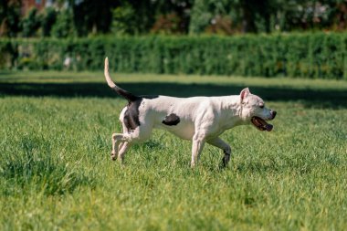 Dilini dışarı çıkaran güzel beyaz köpek parkta yürüyüş yapan pitbull staffordshire Teriyeri yaz hayvanlarıyla oynuyor.