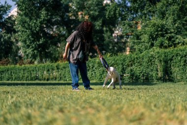 Genç bir kız parkta büyük bir pitbull cinsinin beyaz köpeğiyle oynuyor. Köpek onun peşinden koşuyor ve oyuncağını dişleriyle çekiyor.