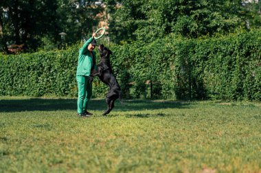 Bir kadın, büyük bir kamış kamışlı siyah bir köpekle oynuyorsa parkta ürer köpek bir oyuncak kapar köpek de arkasından havada atlar.