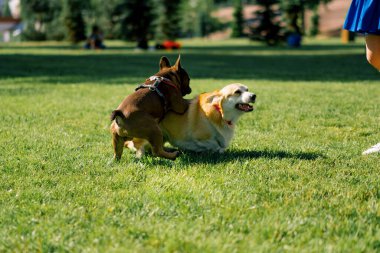Küçük sevimli köpekler Fransız bulldog ve Corgi parkta yürüyüş yaparken çimen köpek portresiyle oynuyorlar.