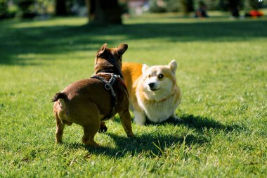 Küçük sevimli köpekler Fransız bulldog ve Corgi parkta yürüyüş yaparken çimen köpek portresiyle oynuyorlar.