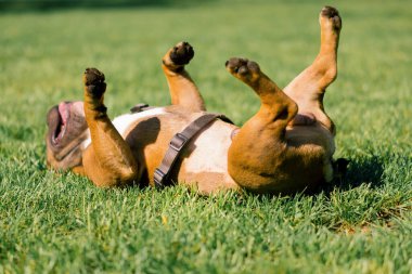 Parkta yürüyüşe çıkmış küçük sevimli bir köpek. Köpek çimleri üzerinde oynuyor.
