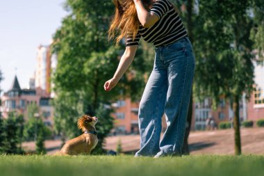 Yürüyüşe çıkmış şirin küçük bir köpek. Kız sahibi parkta köpeği okşuyor. Hayvanları doğada eğiten köpek emirlere uyuyor.