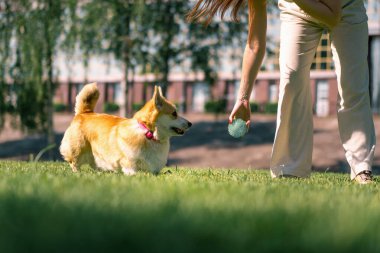Genç bir kız parkta bir corgi köpeğiyle oynar, topu doğaya atar, köpek oyuncağın peşinden koşar.