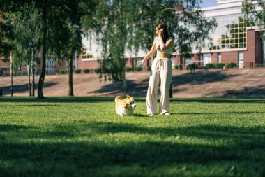 Genç bir kız parkta şirin bir Corgi köpeği eğitiyor. Sahibi onunla koşuyor ve yaz yürüyüşünde doğa hayvanlarıyla oynuyor.
