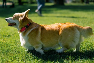 Şirin Corgi köpeği parkta yürüyor doğada oynuyor ve yaz dilini kullanarak hayvanları koşturuyor.