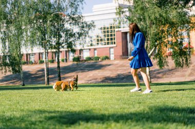 Küçük sevimli köpekler, Fransız bulldog ve Corgi parkta yürüyüşe çıkmış, çim üzerinde oynuyorlar, köpek sahipleri onları izliyorlar.