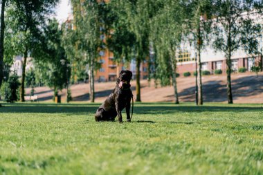 Siyah bir köpek, büyük bir kamış kordonunun çıkıntılı diliyle parkta yürürken otların üzerinde oynar.