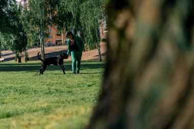 İtaatkar bir köpek, büyük bir değnek soyundan, antrenman parkında yürüyüş yaparken eğitmenine emirler yağdırır.