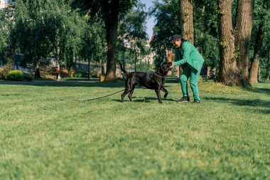 Bir kadın büyük bir Cane Corso 'nun siyah köpeğini eğitir. Parkta yürürken köpek sahibinin emirlerine uyar.