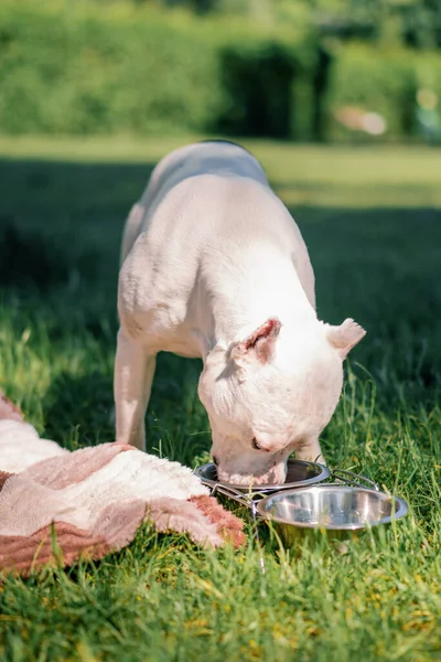 Hermoso Blanco Perro Pit Bull Crianza Staffordshire Terrier Paseo Parque —  Fotos de Stock