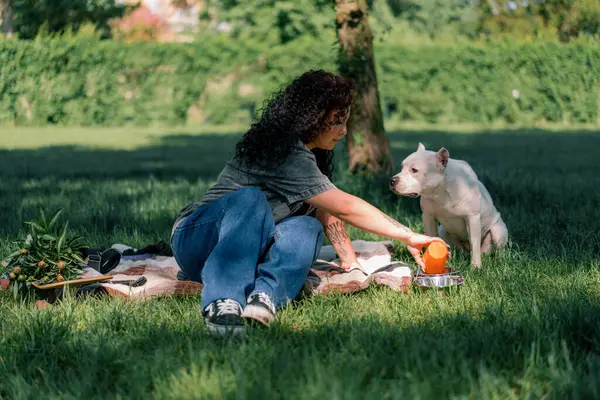 Pitbull Güzel Beyaz Köpeği Stamfordshire Teriyeri Çiftleştiriyor Parkta Otlakların Sahibinin — Stok fotoğraf