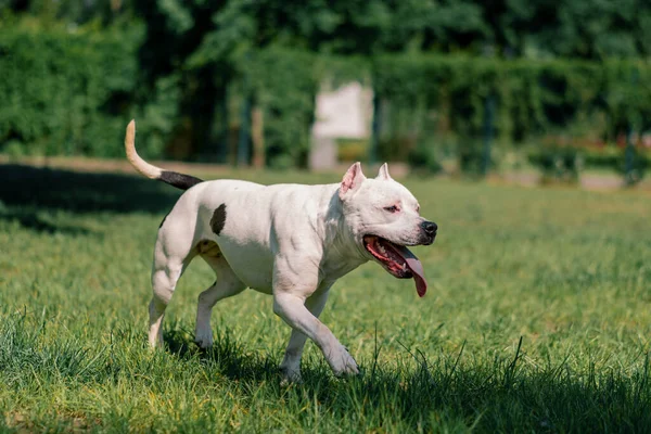 美丽的白狗 长着舌头 伸出来的是头牛 斯塔福德郡的狗 在公园里散步 在草地上玩耍 夏天的动物 — 图库照片