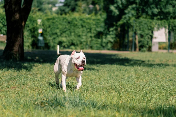 beautiful white dog with tongue sticking out pitbull staffordshire terrier on walk in the park playing on the grass summer animals