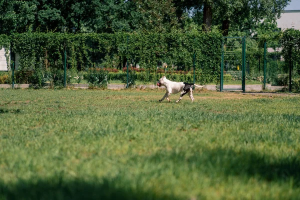 Dilini Dışarı Çıkaran Güzel Beyaz Köpek Parkta Yürüyüş Yapan Pitbull — Stok fotoğraf