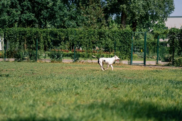 Piękny Biały Pies Językiem Wystający Pitbull Staffordshire Terrier Spacer Parku — Zdjęcie stockowe