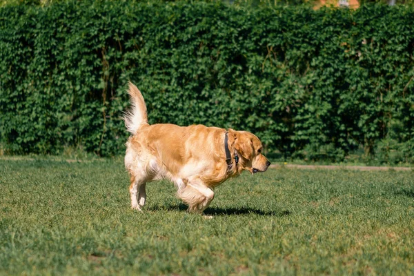 Vacker Fluffig Golden Retriever Labrador Promenad Parken Leker Gräs Sommar — Stockfoto
