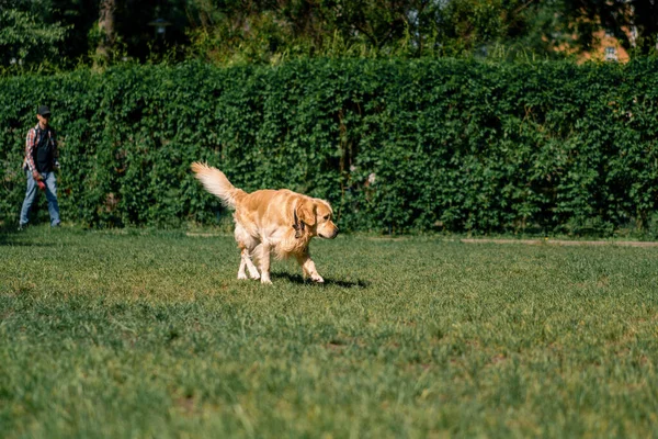 Όμορφο Χνουδωτό Golden Retriever Λαμπραντόρ Μια Βόλτα Στο Πάρκο Παίζοντας — Φωτογραφία Αρχείου