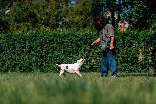 Vacker Lockig Flicka Utbildning Vit Grop Tjur Hund Med Ett — Stockfoto