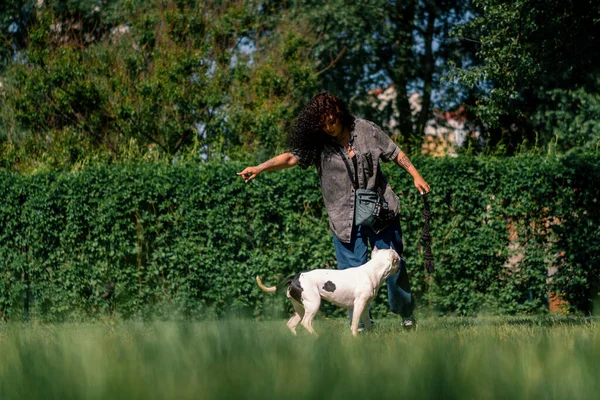 Vacker Lockig Flicka Utbildning Vit Grop Tjur Hund Med Behandling — Stockfoto