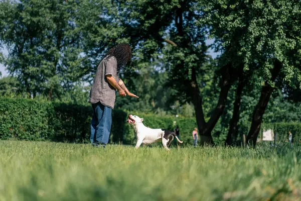 Bir Köpek Psikologu Parkta Büyük Beyaz Bir Pitbull Köpeğini Sakinleştirir — Stok fotoğraf