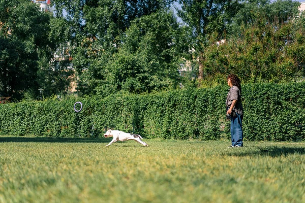 Ein Junges Mädchen Spielt Mit Einem Weißen Hund Einer Großen — Stockfoto
