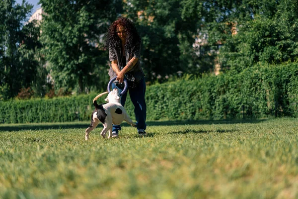 若い女の子は公園で大きなピットブルの品種の白い犬と遊び 犬は彼女の後を走り その歯で玩具を引っ張ります — ストック写真