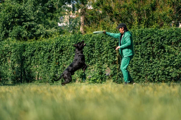 Kvinna Leker Med Svart Hund Stor Käpp Corso Ras Parken — Stockfoto