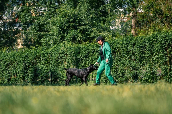 Kvinna Leker Med Svart Hund Stor Käpp Corso Ras Promenad — Stockfoto