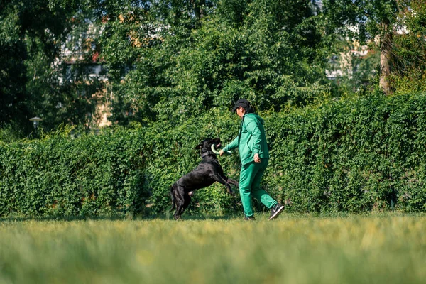 Kvinna Leker Med Svart Hund Stor Käpp Corso Ras Parken — Stockfoto