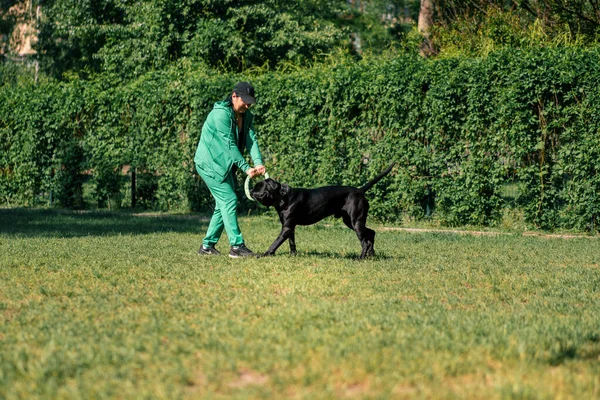 Kvinna Leker Med Svart Hund Stor Käpp Corso Ras Promenad — Stockfoto