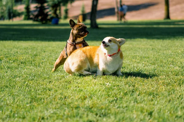 Μικρά Αστεία Χαριτωμένα Σκυλιά Γαλλικά Μπουλντόγκ Και Corgi Μια Βόλτα — Φωτογραφία Αρχείου