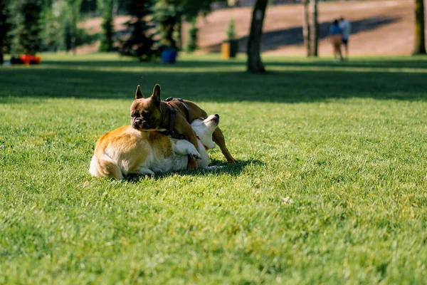 Kis Vicces Aranyos Kutyák Francia Bulldog Corgi Egy Séta Parkban — Stock Fotó