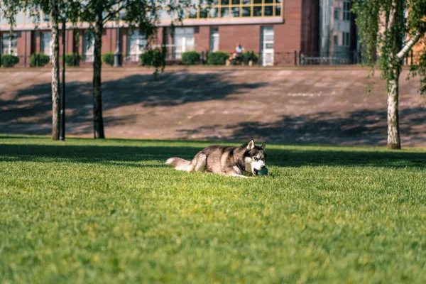 A cute husky dog on a walk in the park plays on the grass during summer animal walk