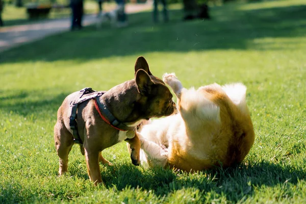 Pequeño Divertido Lindo Perros Francés Bulldog Corgi Paseo Parque Jugando — Foto de Stock