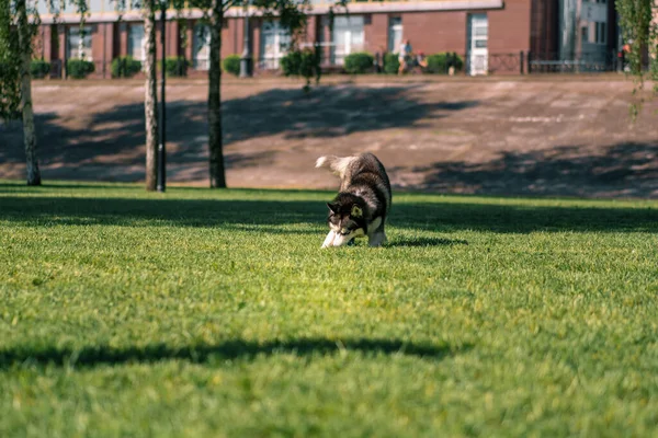 A cute husky dog on a walk in the park plays on the grass during summer animal walk