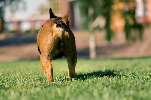 Pequeno Cão Bonito Bulldog Francês Passeio Parque Jogando Retrato Grama — Fotografia de Stock