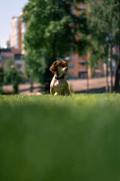 Küçük Şirin Bir Köpek Parkta Çimlerin Üzerinde Uzanıyor Sokakta Hayvan — Stok fotoğraf