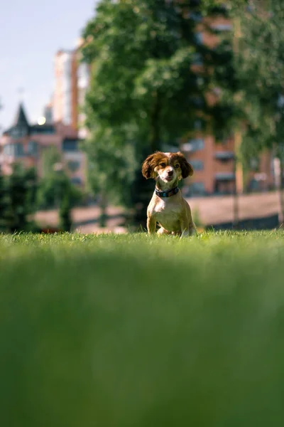 Милий Маленький Собака Лежить Траві Парку Відпочиває Тренування Тварин Вулиці — стокове фото
