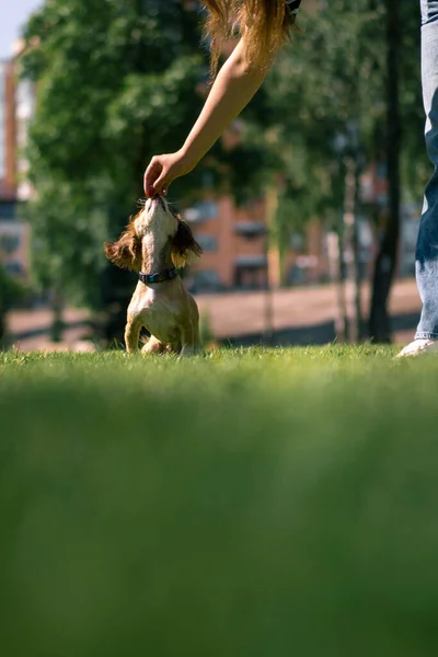 Söt Liten Hund Promenad Flickans Ägare Stryker Hunden Parken Tränar — Stockfoto