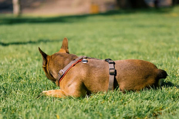 Pequeño Lindo Perro Francés Bulldog Paseo Parque Jugando Hierba Retrato — Foto de Stock
