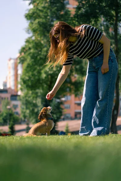 Симпатичная Собачка Прогулке Девушка Владелец Гладит Собаку Парке Тренирует Животных — стоковое фото