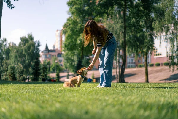 Söt Liten Hund Promenad Flicka Ägare Slår Hunden Parken Djur — Stockfoto