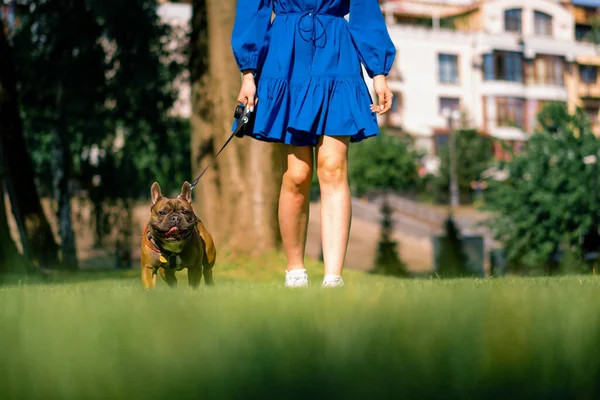 Parkta Bir Fransız Buldoguyla Yürüyüşe Çıkan Bir Kız Tasmalı Köpek — Stok fotoğraf