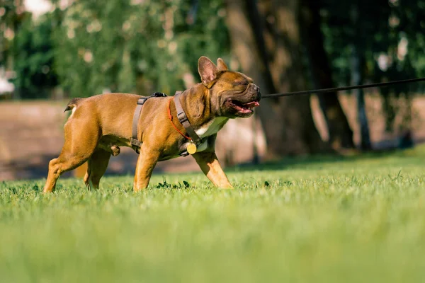 Liten Söt Fransk Bulldogg Koppel Promenad Parken Leka Och Hund — Stockfoto