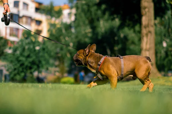 Liten Söt Fransk Bulldogg Koppel Promenad Parken Leka Och Hund — Stockfoto