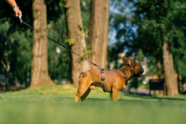 Pequeño Lindo Perro Bulldog Francés Con Una Correa Paseo Parque — Foto de Stock
