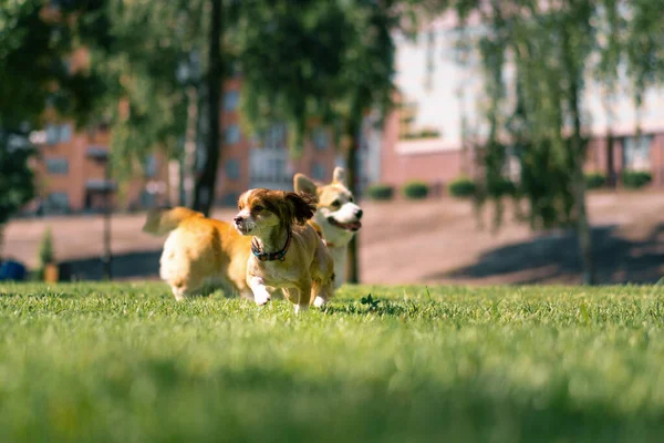 Kis Vicces Aranyos Kutyák Egy Séta Parkban Játszik Füvön Együtt — Stock Fotó