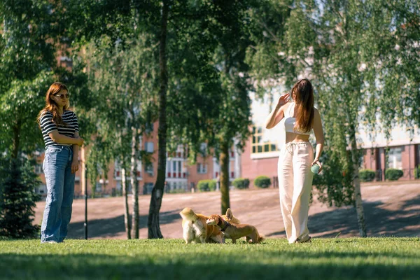 Små Roliga Söta Hundar Promenad Parken Leker Gräset Hundägare Titta — Stockfoto