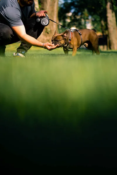 所有者は 公園で散歩中のフランスのブルドッグ品種の小さなかわいい犬に手からお菓子を食べます — ストック写真